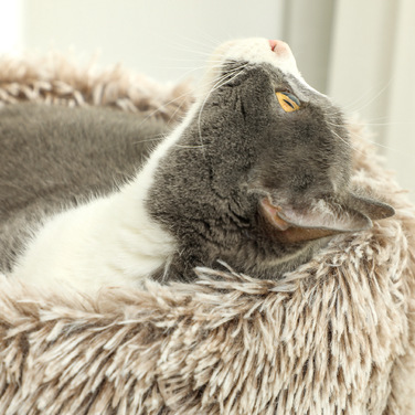PawHut Котяче дерево висотою 87 см Котяче дерево з ліжком, товстий стовбур, Кігтеточка для кішки з сизалевими кігтеточками, для кішок до 6 кг, Indoor, Brown | Аосом