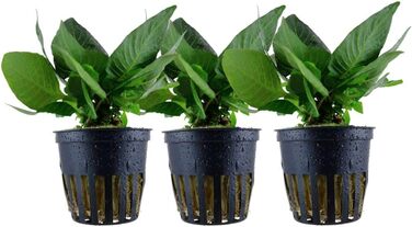 Акваріумна рослина Hygrophila corymbosa 'Compact', 3 шт. – водна стеблова рослина з повністю розвиненою кореневою системою, легка у догляді, для акваскейпінгу та декору акваріума