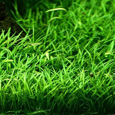 Акваріумна рослина Helanthium Quadricostatus, 3 шт. — водна рослина для акваріума, розеткова, з повністю розвиненою кореневою системою, легка у догляді, для акваскейпінгу, декор, Lilaeopsis brasiliensis