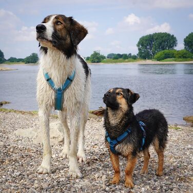 Anny-X нагрудник для собак, сірий та айс-блакитний, розмір S