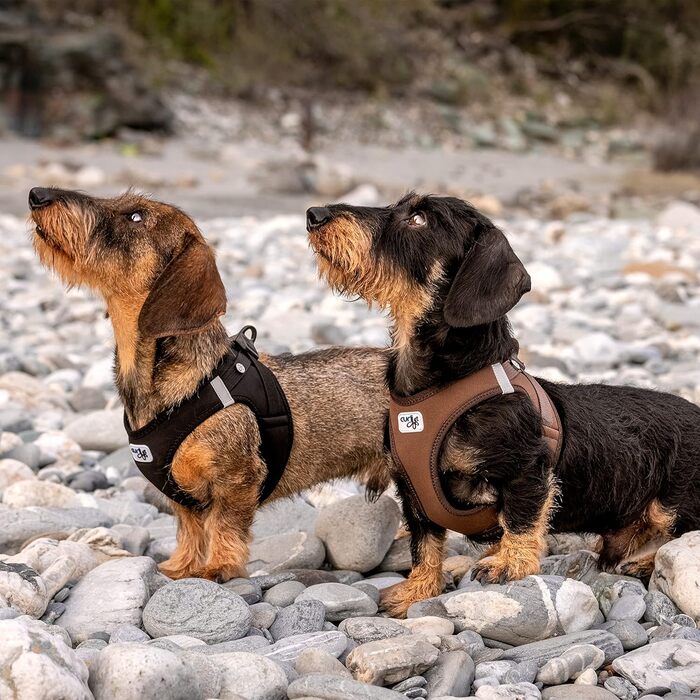 Шлейка для собак Curli Clasp Softshell (S, Чорний)