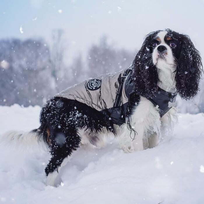 Водонепроникна куртка для собак 2-в-1 зі вбудованим шлейкою – зимова куртка для собак маленьких, середніх та великих порід – вітронепроникна, зручна та легка в догляді, червона, 3XL