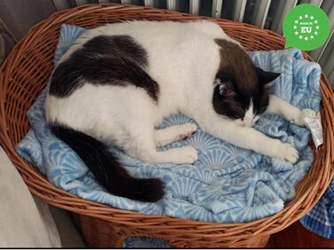 Кошик для котів для сну, котяча хата з лози, двоповерхове ліжко для котів і собак 60 см з м'якою подушкою, натуральний колір