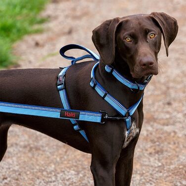 Шлейка для собак HALTI Walking з м'якою неопреновою підкладкою, 5 регульованих ременів та світловідбиваючим матеріалом. Підходить для собак середніх розмірів (розмір L). Колір: блакитний