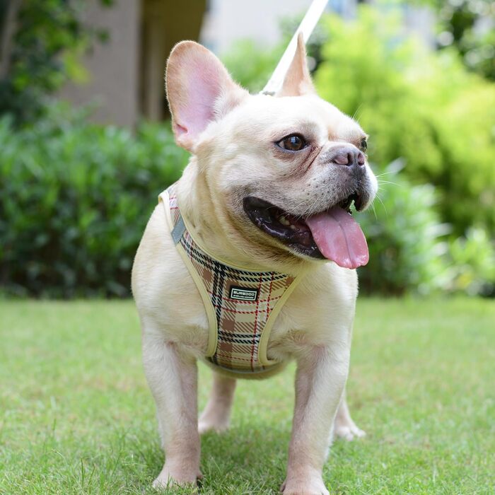 Нашийник для собак маленьких порід з повідком, анти-тягнучий, світловідбиваючий, дихаючий, нагрудник для цуценят (S, обхват грудей: 29-33см) (Бежевий, XXS (обхват грудей: 22-24см, вага: 1-1.5кг))