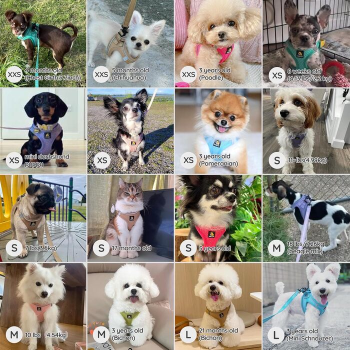 Шлейка для собак BELLA & PAL для маленьких собак з повідком, Step-in шлейка з Air Mesh, анти-тяга, світловідбиваюча, дихаюча, для цуценят, котяча шлейка, XS (30-35 см обхват грудей), Emerald