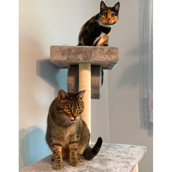 Високий когтеточка-комплекс із лежаком та стовпчиком для кігтів Petstory 101 — 160 см