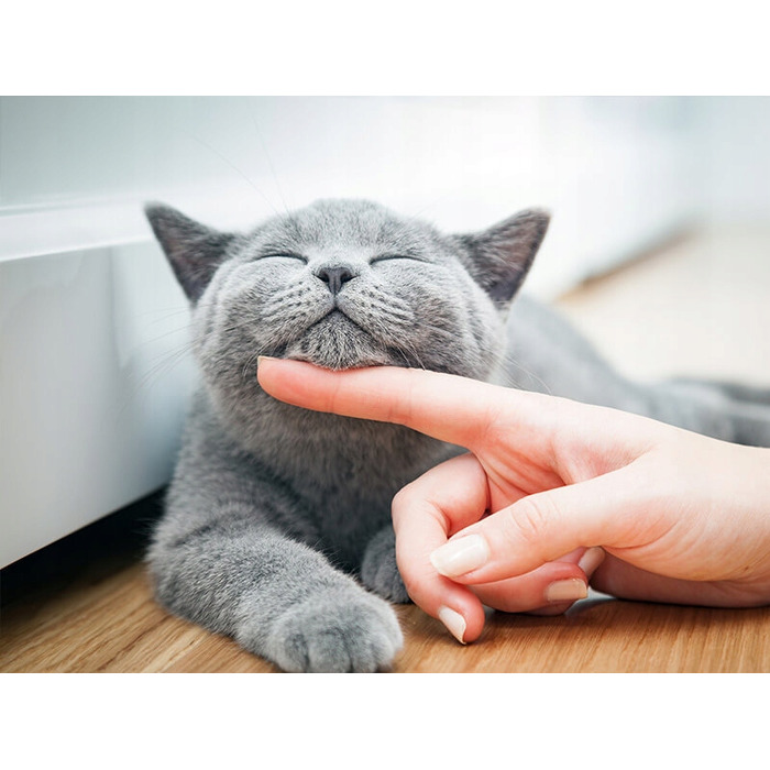 Сухий корм Brit Care Cat Grain-Free для кошенят, 7 кг