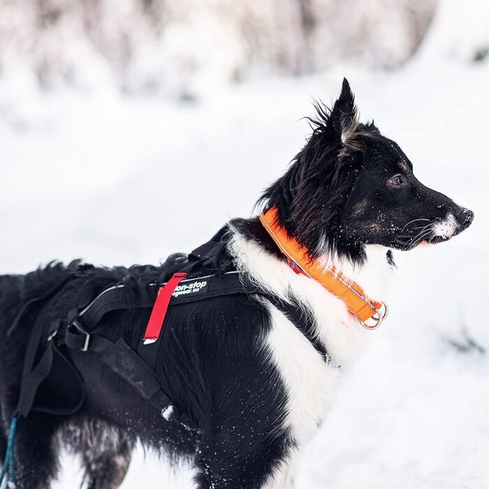 Безпечний нашийник для собак Non-stop dogwear Safe Collar 50 см