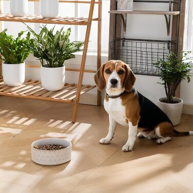 Миска для собак Malacasa з підставкою з горіхового дерева, 450 мл, подвійна миска для собак та котів, для корму та води, неслизька підставка, дизайн у формі п'ятипелюсткового клеверу та соти (1000 мл * 1, п'ятипелюстковий клевер)