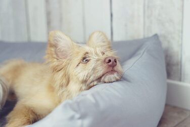 Водонепроникне ліжко для собак 4L Textil Koko великих порід, корзина для собак, знімний та пральний чохол, коричневий (100x80 см)