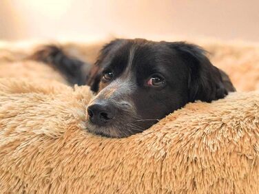 Ортопедичне кругленьке ліжко для собак XL: зручне, миюче, з memory foam. Підходить для великих собак (лабрадорів)