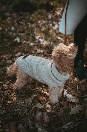 Пуловер для собак Hunter GENF, бежевий, з перекидним коміром, з еластичного переробленого поліестеру