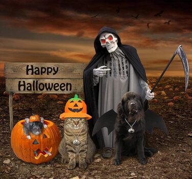 Костюм кажана для собак Rypet, карнавальний костюм для тварин, костюм із крилами для собак і котів, косплей, XL (Medium)