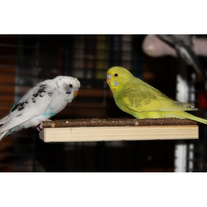 Набір з 2-х сідал Vogelgaleria для хвилястих папуг, аксесуари для клітки