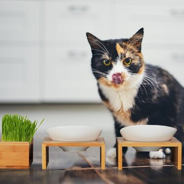 Набір мисок для котів Relaxdays з травою для котів, 2 керамічні миски по 350 мл, бамбуковий підставник, придатні для миття в посудомийній машині, натуральний/білий