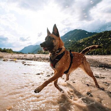 Шлейка для собак Non-Stop Dogwear Rock Harness, розмір M, чорна