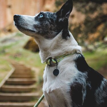 RUFFWEAR Knot-a-Collar – великий нашийник для собак з альпіністського шнура, регульований, міцний, для прогулянок, розмір L (51–66 см), моховий зелений
