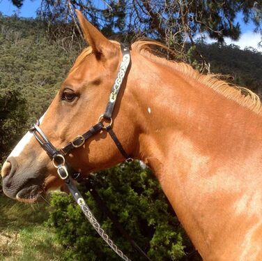 Зауваж для коня, регульований, фіолетовий, 10 см - аксесуари для верхової їзди, аксесуари для сідла