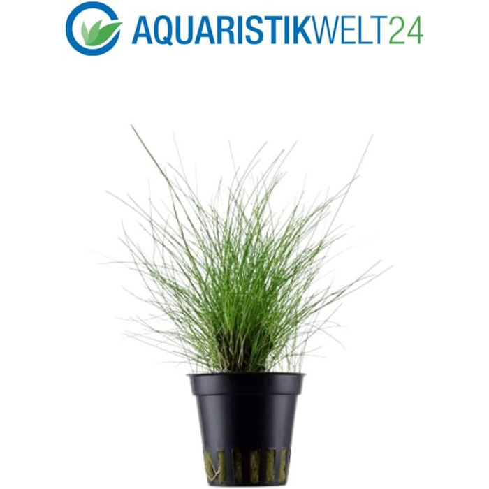 Набір акваріумних рослин AquaOne: 3 шт. для нано-акваріуму, стеблова Hygrophila, почвопокривна Eleocharis