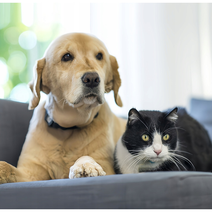 GPS-трекер для собак та котів: міні-нашийник для тварин без абонплати з додатком