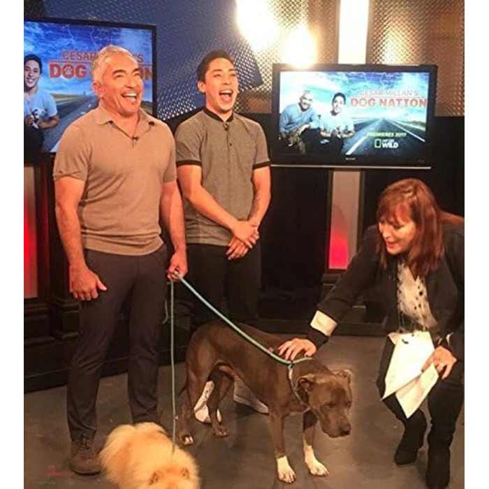 Повідок для собак Cesar Millan 2в1 – нашийник і повідок, міцний водостійкий шнур 120 см, Ø1,2 см, сірий, для дресирування
