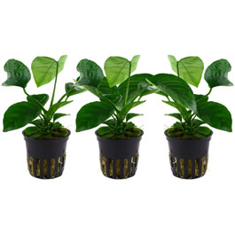 Акваріумна рослина Anubias barteri caladiifolia AquaOne, 3 шт, водна рослина з кореневищем, легка у догляді, для акваскейпінгу та декору