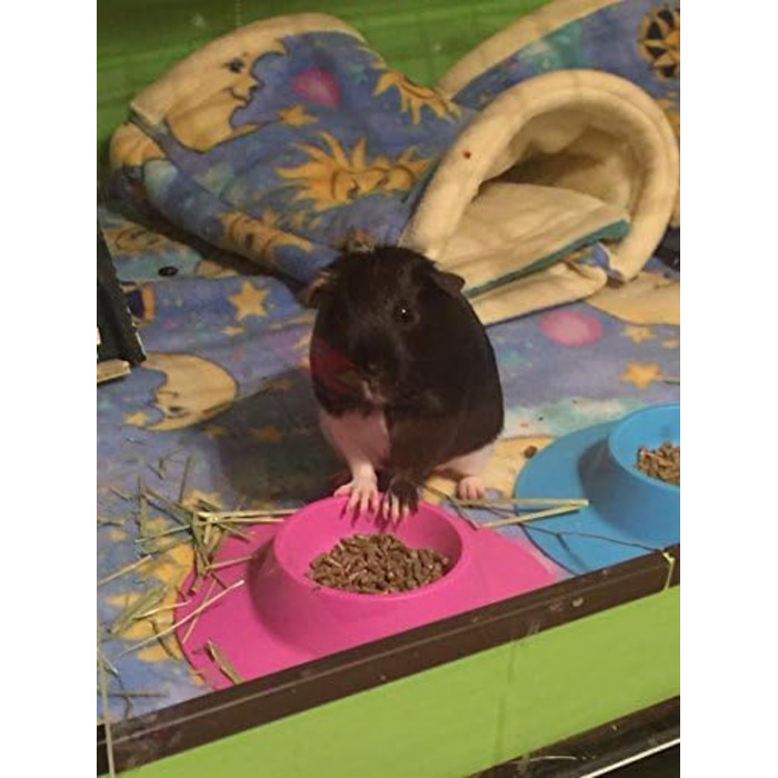 STAYbowl: ергономічна годівниця для морських свинок та інших дрібних тварин, 1/4 чашки, фіолетова