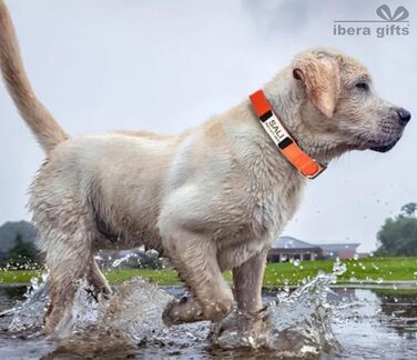 Персоналізований нашийник для собак, з іменем, середнього розміру, 35-50 см, світловідбиваючий (чорний, M)