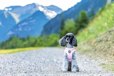 Шлейка для собак CHIARA Soft MIA, розмір XL (м'яка, водонепроникна, регульована, безпечна), колір: Рожевий