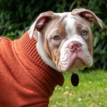 Пуловер для собак Ancol Klassischer Zopfmuster, теракотовий, розмір S. Теплий вовняний пуловер для тварин з отвором для шлейки, петлі на ніжках та роллю коміра.