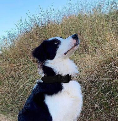 Нашийник для собак Brute Strength з натуральної шкіри, чорний, XXL (66-73 см)