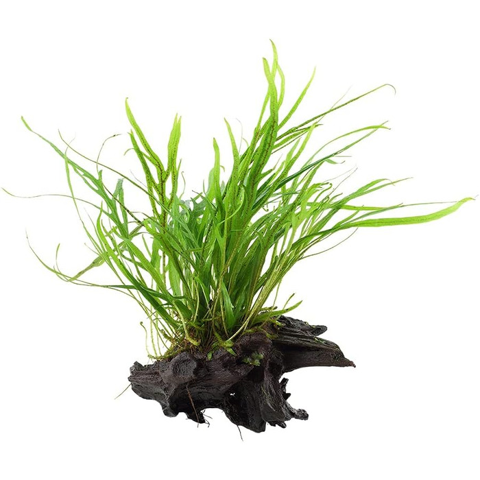 Акваріумна рослина Microsorum pteropus 'Trident' на корчі, водна рослина з кореневищем для акваріума