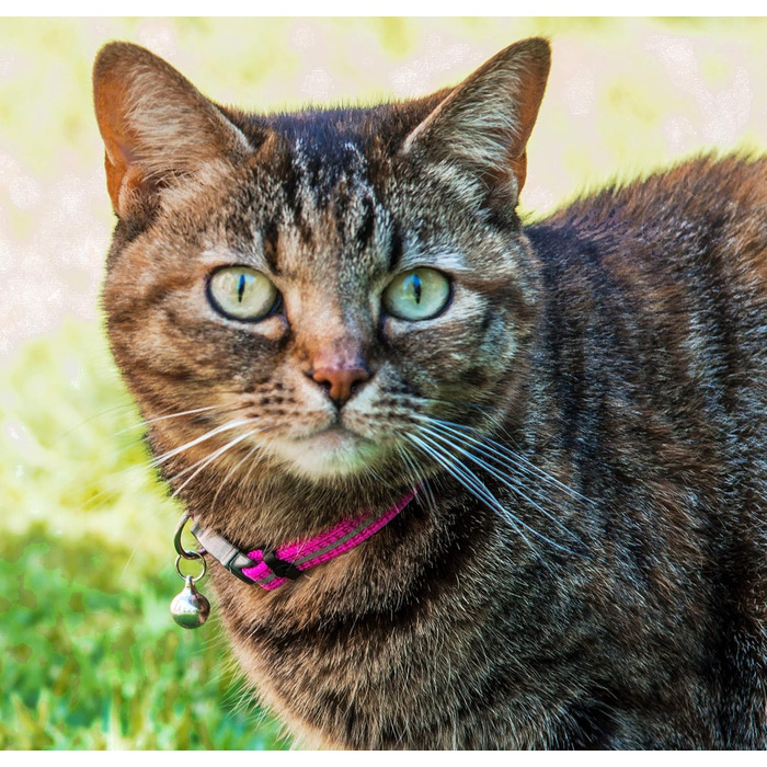 Нашийник для котів Rogz Reflektive Pink Rose Small з самовідкривним застібкою та дзвіночком, регульований, для більшості порід