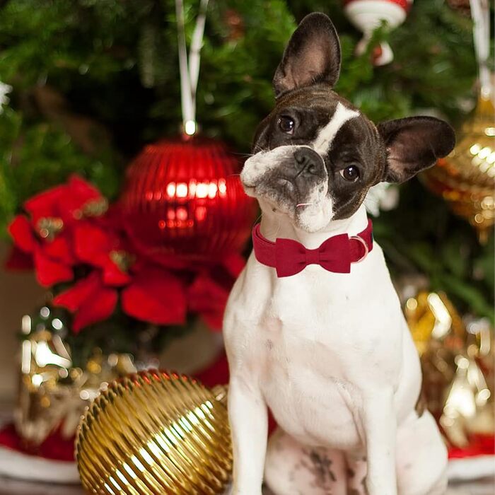 Нашийник для собак Aring PET на Різдво, червоний бавовняний нашийник з бантиком, милий нашийник з метеликом, подарунок для собак з металевою застібкою, для маленьких, середніх та великих собак, L, червоний
