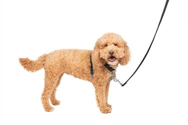 Шлея для собак PetSafe 3-в-1, регульована анти-тягова, виробник Easy Walk, для прогулянок та автомобіля