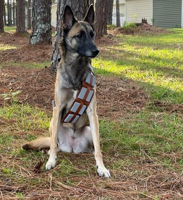 Костюм для собак на Хелловін ComfyCamper, регульований, розміри S, M, XL, Cosplay, Французька лабораторія, Новий Рік 2024