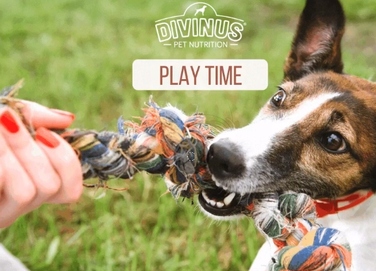 Повний сухий корм для дорослих собак Divinus Dog з вітамінами, 20 кг