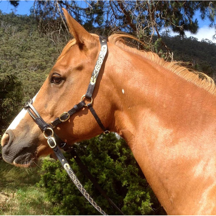 Зауваж для коня, регульований, фіолетовий, 10 см - аксесуари для верхової їзди, аксесуари для сідла