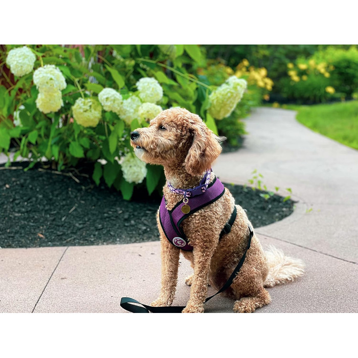 Нашийник для собак Gooby Comfort X для прогулянок, розмір L, фіолетовий. Безпечний, комфортний, для маленьких та середніх собак. Захист від задухи, X-Design, для дому та вулиці.