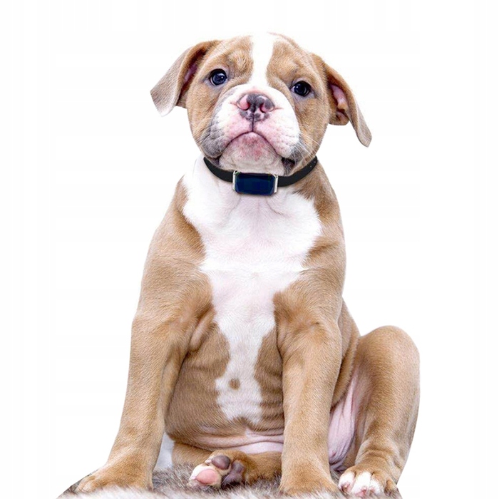 GPS-локатор для собак та котів, нашийник із SIM-картою