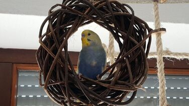 Дерев'яний іграшковий кілечко з лози для птахів (волинки, корели та ін.); Vogelgaleria®