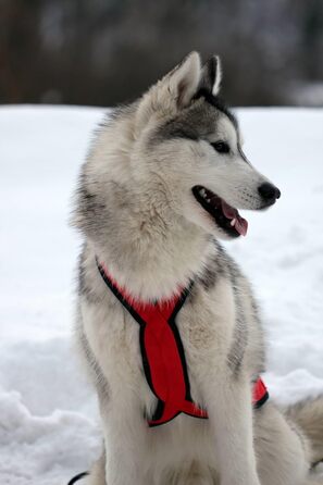 Шлейка X-Back Northern Howl для собак, для канікросу, байкджорингу, скіджорингу, догскутінгу, упряжки, червона