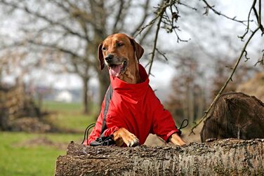 Собачий одяг Karlie Touchdog з логотипом тигра для прогулянок на вулиці
