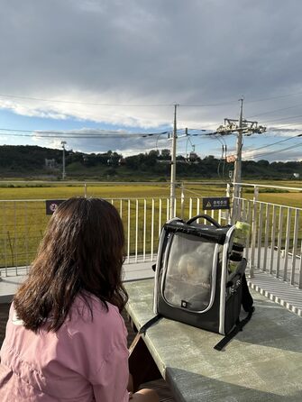 Переносна сумка-рюкзак для птахів Birds Day з кліткою для папуг, 2 жердочками та годівницею, піддон з нержавіючої сталі (темно-оливковий зелений)