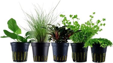 Набір із 5 акваріумних рослин для переднього плану: Alternanthera, Lilaeopsis, Helanthium, Micranthemum від AquaOne
