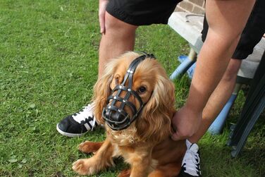 Шкіряна маска для собак L&J Pets для мопсів, пуделів, хаскі та інших собак з подібним розміром морди (5, Чорний) Чорний 5