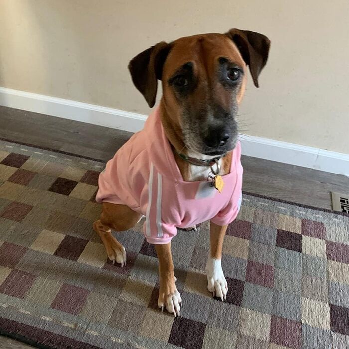 Теплий пуловер/куртка для собак, чорний, розмір 8XL