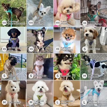 Шлейка для собак BELLA & PAL для маленьких собак з повідком, Step-in шлейка з Air Mesh, анти-тяга, світловідбиваюча, дихаюча, для цуценят, котяча шлейка, XS (30-35 см обхват грудей), Emerald