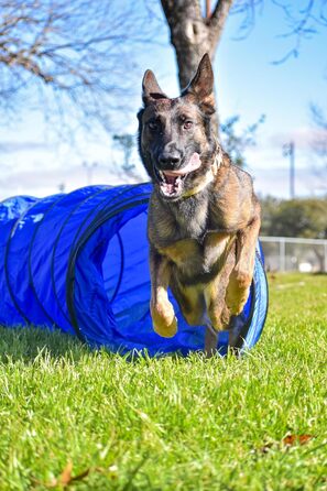 Набір для аджиліті для собак Better Sporting Dogs Deluxe: 7 елементів | Стрибки, тунелі, weave-стійки, бокс для відпочинку